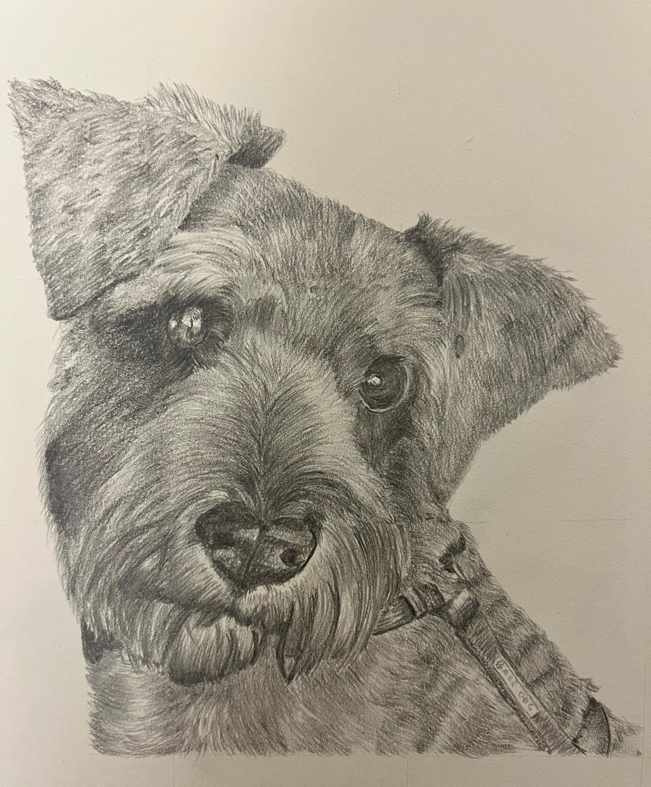 Teddy